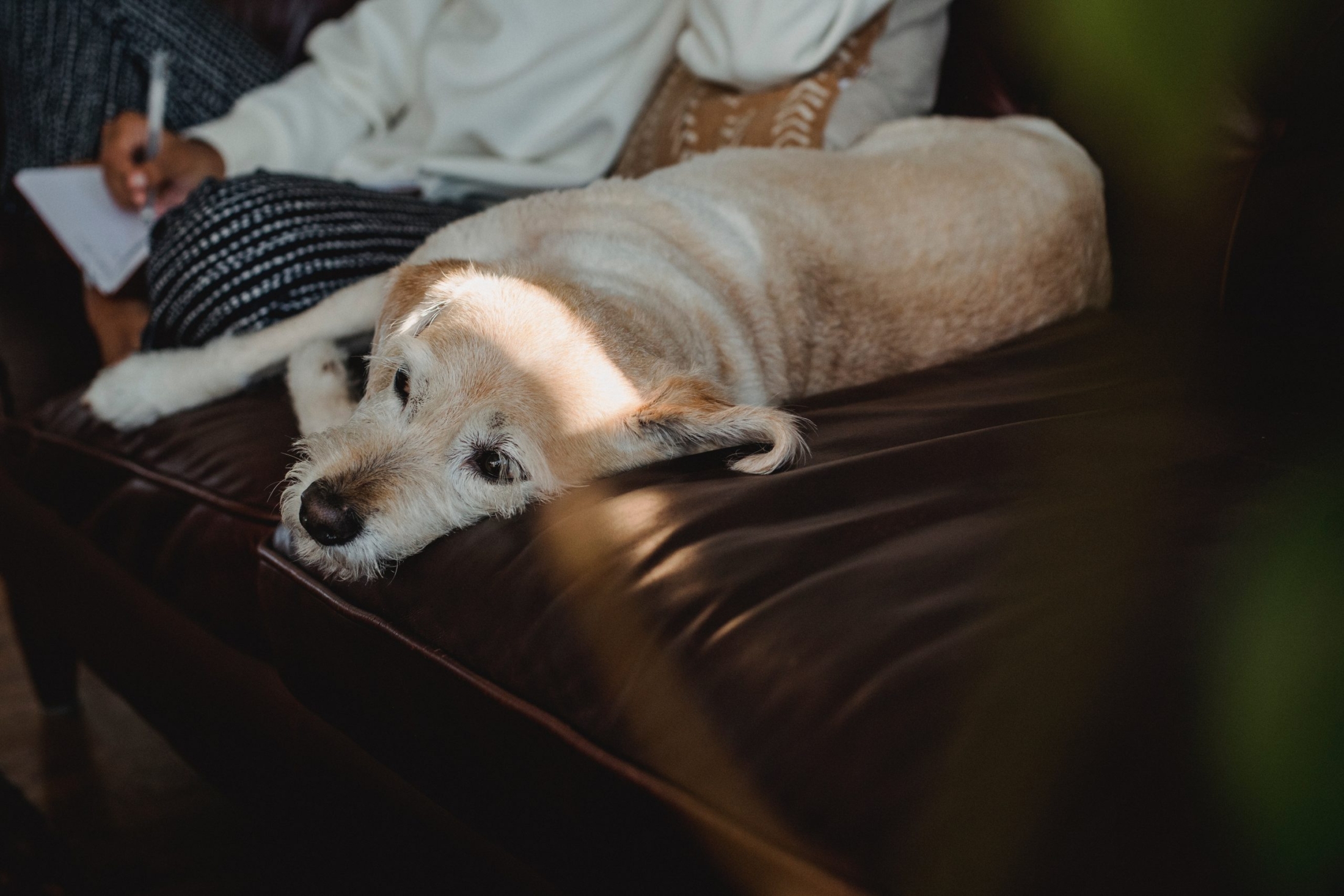 dog on sofa 